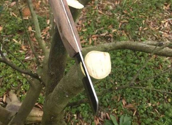 主要的嫁接方法，嫁接的组成是什么（枣树嫁接技术一目了然）