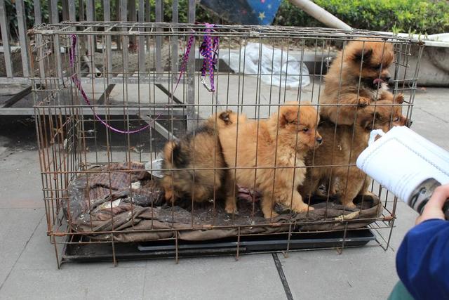 星期狗的特点和习惯，如果狗狗有这些特征