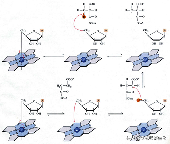 酶促反应的专一性是由什么决定的，酶促反应决定酶专一性的是（脂肪酸的转运与氧化分解）