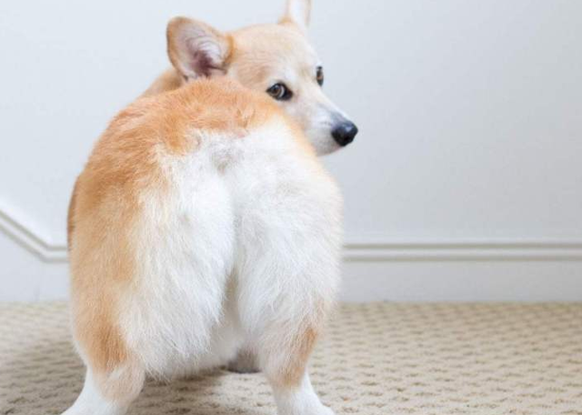 长毛柯基是串吗，什么样的柯基是长毛柯基（“纯种”和“串串”如何区分）