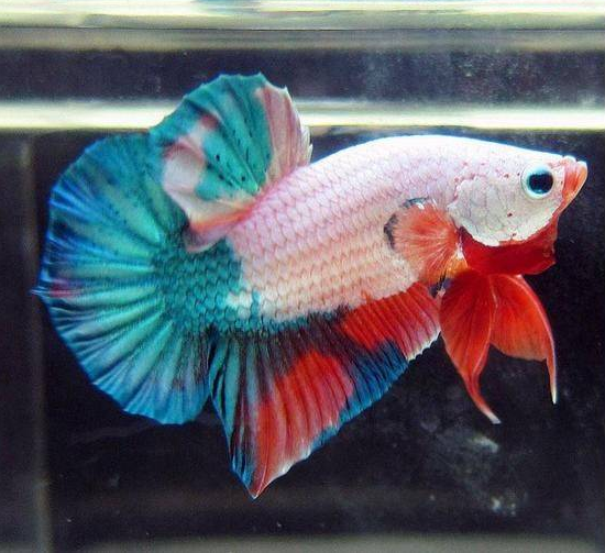 斗鱼怎样产卵，斗鱼要产卵的征兆（泰国斗鱼繁殖过程介绍）