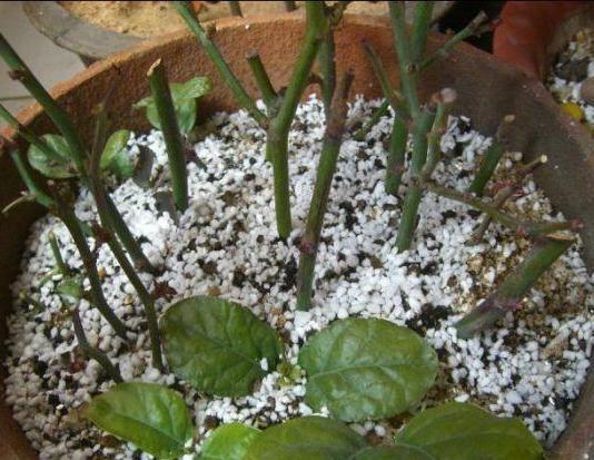 月季扦插多久生根，扦插月季多久生根（扦插月季别“手贱”）