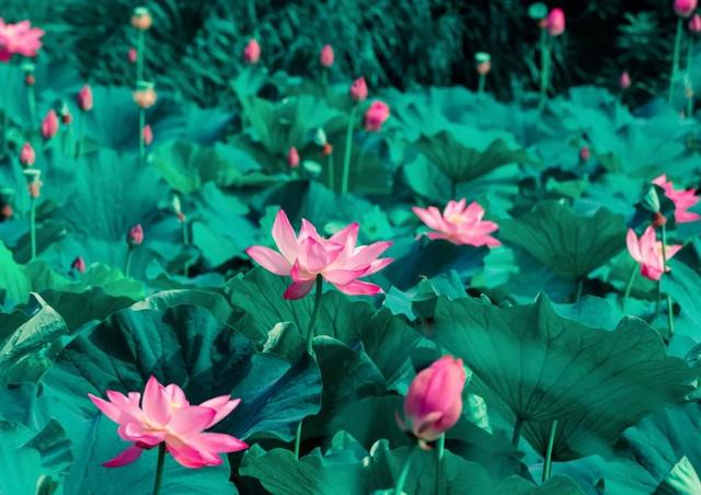 李白写的古诗有哪一些，李白写的古诗有哪一些诗（李白笔下的夏日）