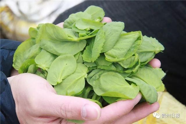 豆妃是什么，豆妃是什么样子（贺州豆杯在香港一斤能卖80元港币）