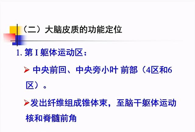 大脑杏仁体解剖图，高清大脑解剖图谱