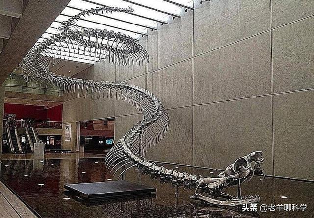 蛇是怎么冬眠的，蛇冬天怎么休眠（蛇在冬眠时“任鼠宰割”）