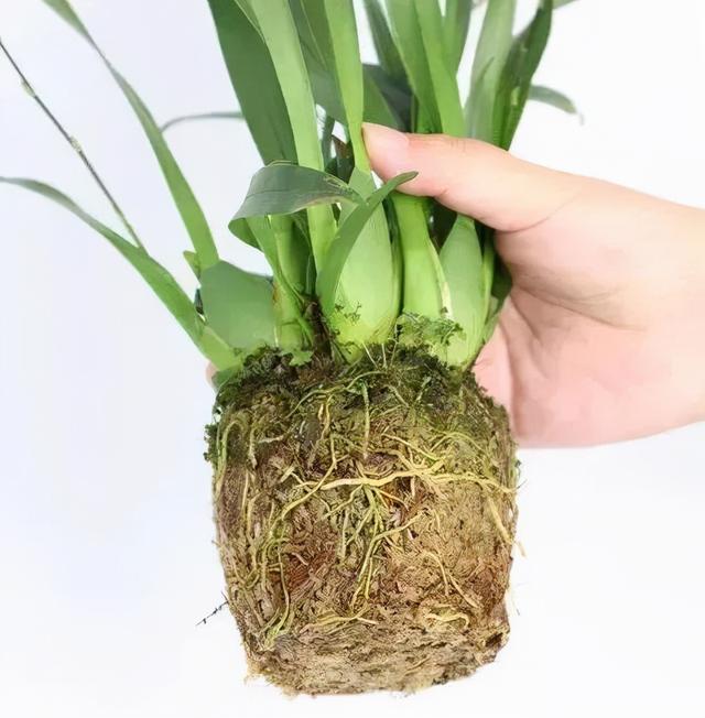 香草兰花怎么养，香兰草怎么种植（屋里养盆“香水花”）