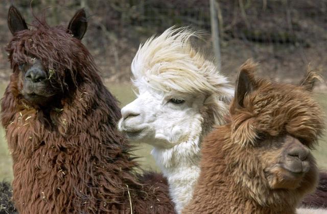 羊驼为什么吐口水，羊驼吐口水说明什么（“吐口水”是在传递信息）