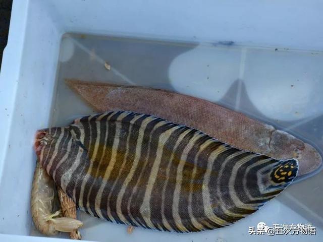 巴沙鱼和龙利鱼的区别，巴沙鱼和龙利鱼区别（谈谈龙利鱼和巴沙鱼）