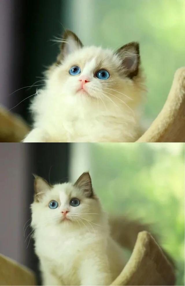 猫猫图片，我喜欢的样子你都有（宠物猫品种大全及图片）