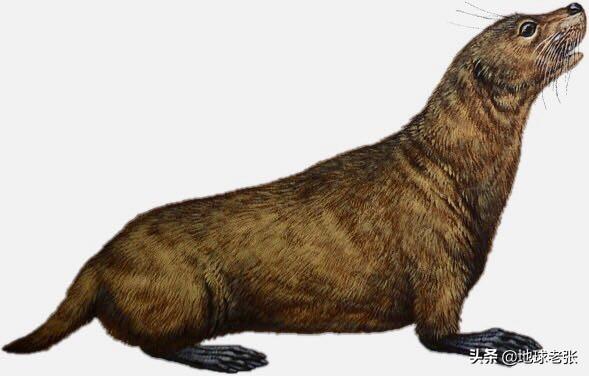 海象是什么动物,海象是什么动物?