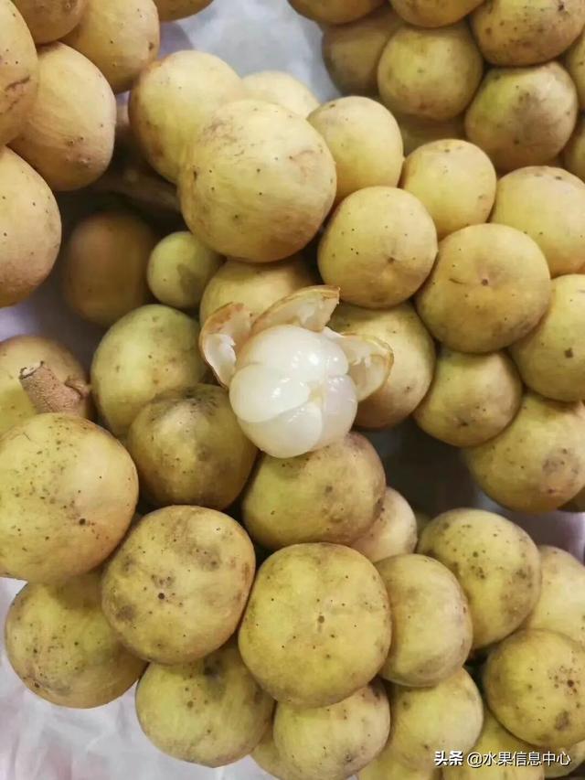 醋柳果的功效与作用，醋柳果的功效与作用及禁忌（国内有哪些小众特色水果）