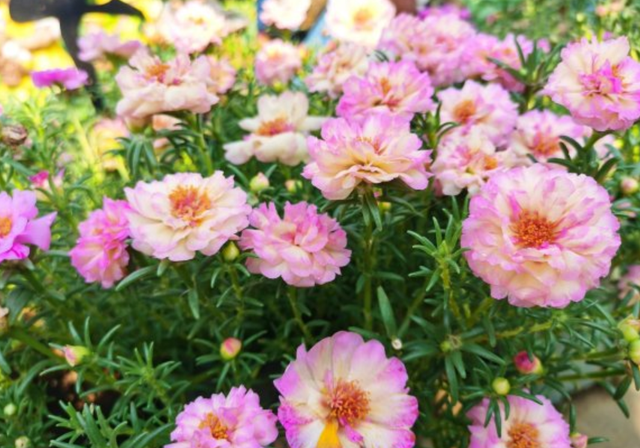 太阳花什么时候开花，向日葵什么时候开花（看看这3个“条件”）