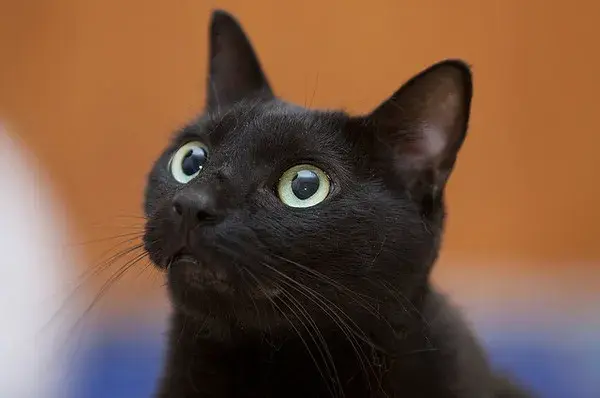 黑猫是什么品种，黑猫白爪是什么品种（古书记载“辟邪招财”的黑猫都有哪些品种）