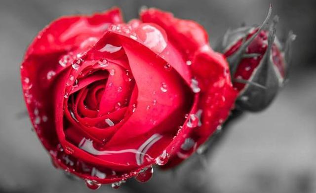 天堂鸟花语，天堂鸟花图片（你知道大自然中这些花的花语吗）