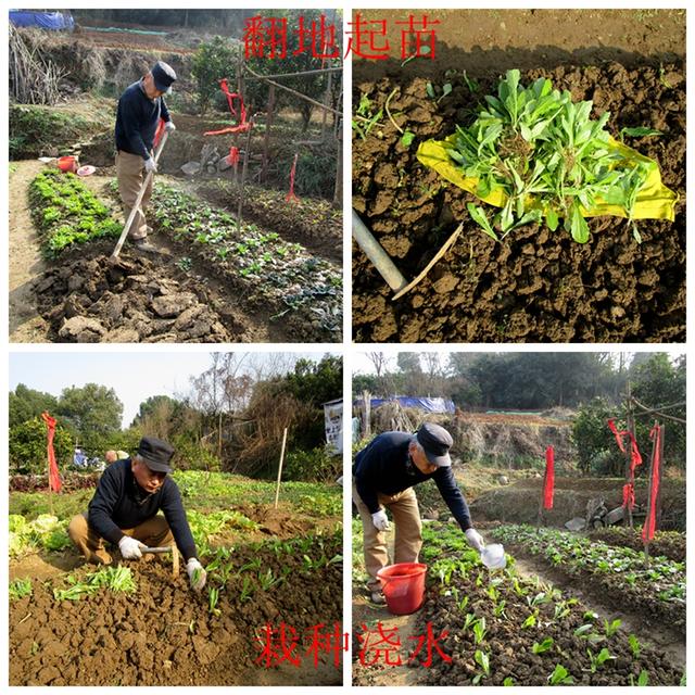 莴苣和莴笋的区别，油麦菜与莴笋的区别（蔬菜档案叶菜类<8>莴苣）