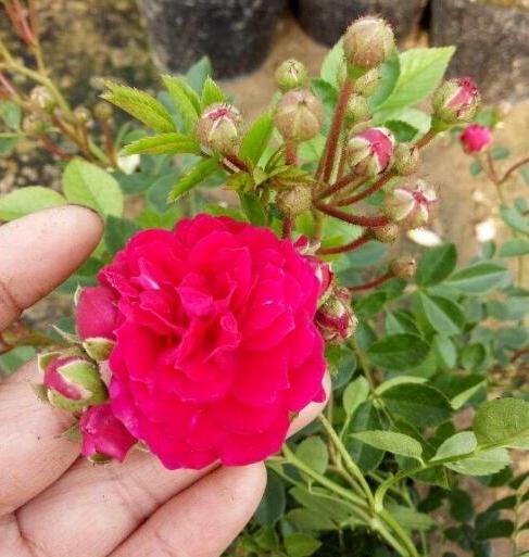 蔷薇花几月份开花，蔷薇什么时候开花（要想蔷薇“开花多”）