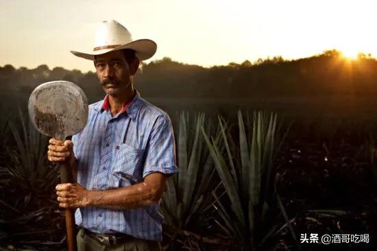 龙舌兰酒为什么不能直接喝，龙舌兰经典的传统喝法