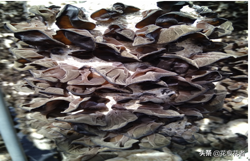 湿木耳能放多久，超市买的湿木耳能放多久（黑木耳高产栽培采收、加工关键技术）