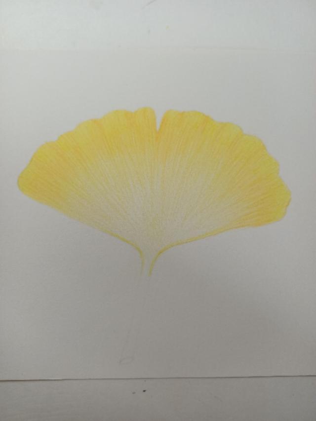 怎么画银杏树，怎么画银杏树叶视频（彩铅画/简简单单一片银杏叶）