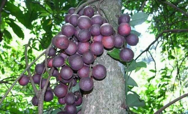 紫色的水果有哪些，粉红色的水果叫什么梅（7种高颜值紫色果子）