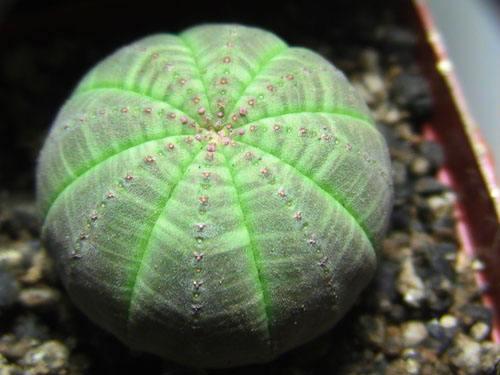 神奇的植物有哪些，世界上最神奇的植物（十种奇特的自然界植物）