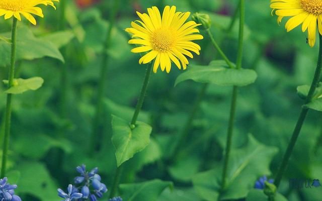 会用生命保护天蝎女的星座男，会保护天蝎女的星座男（属于你的骑士是哪个星座）