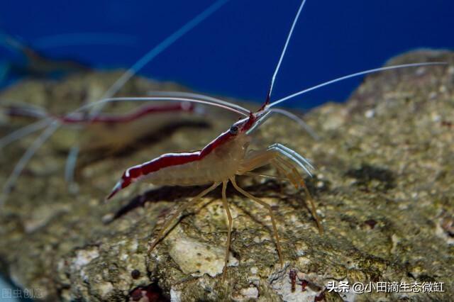 虾的种类有哪些，河里的虾的种类有哪些（适合新手饲养的宠物虾及小型观赏虾详情）