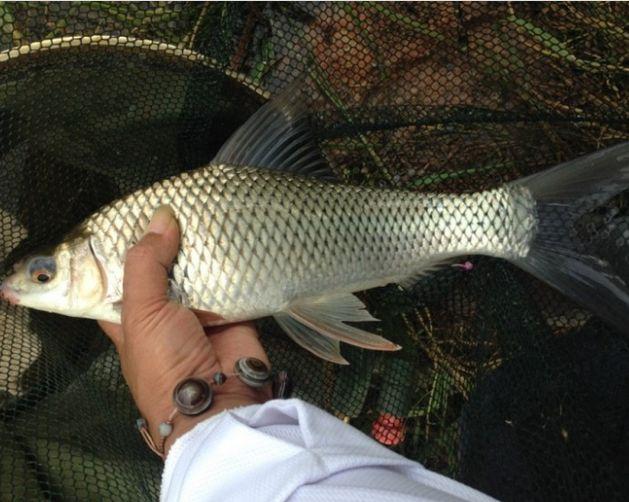 如何钓鲮鱼，怎样才能钓到鱼（垂钓野生土鲮应当把握这几种技巧）