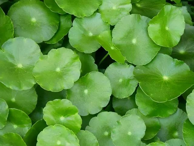 积雪草提取物，积雪草提取物化妆品（化妆品成分“积雪草”）