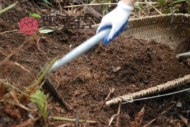 兰花有什么特点，兰花的特征和特点（养兰必须要了解的六点兰花生长习性）