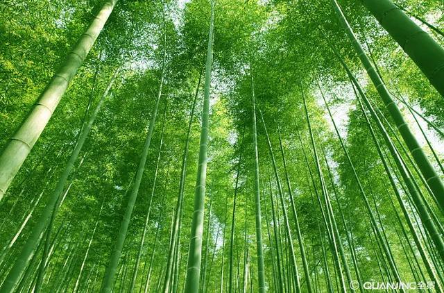 新竹郑燮拼音，每周一诗一百周<15>