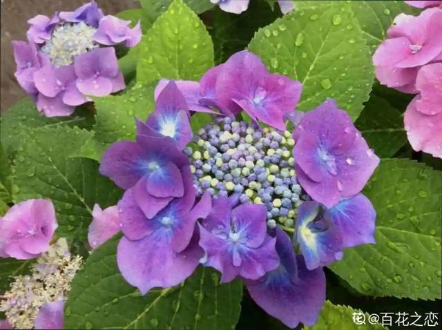 各种花的开放时间，各种花的开放时间是什么（2021赏花日历）