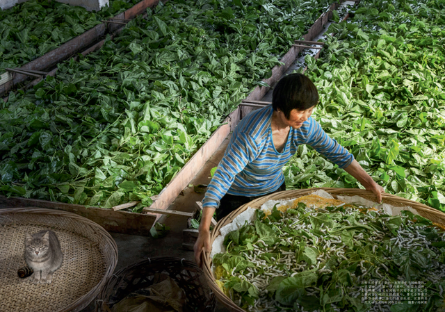 蚕宝宝结茧要准备什么，蚕宝宝吐丝结茧的征兆、过程及注意事项（你知道震泽养蚕的时候在生活中有这么多禁忌吗）