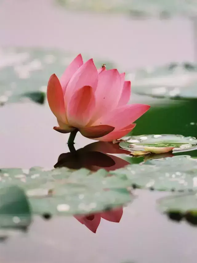 各种花开放的时间（100种常见花的花开时间附图）