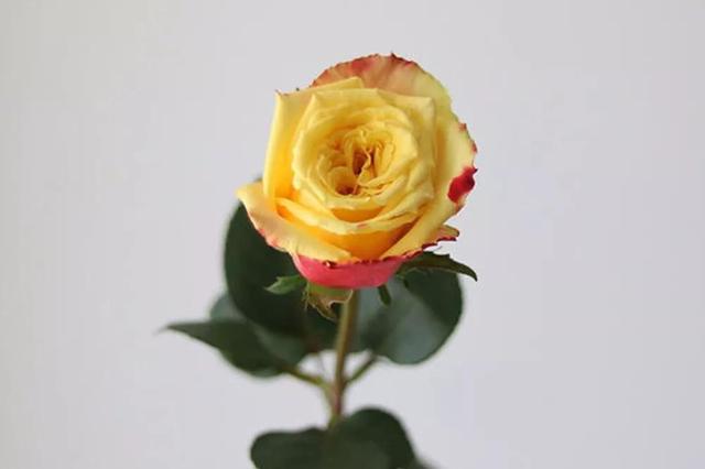 各种玫瑰花的含义，各色的玫瑰花有什么含意（一篇文章认全花店必备80种玫瑰花）