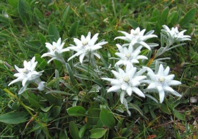 雪绒花（雪绒花图片，空中草原——漂亮的雪绒花（雪花绒图片大全）