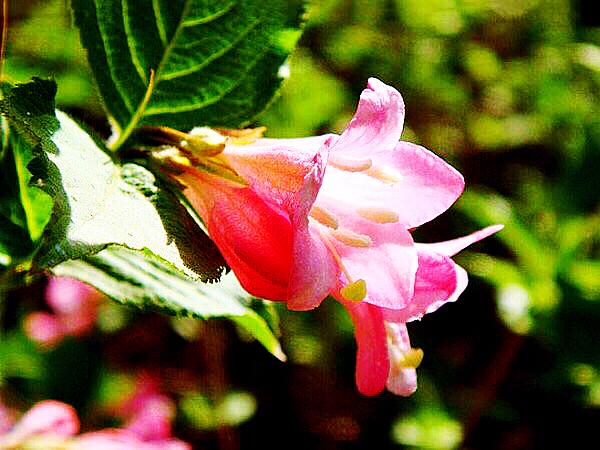 锦带花花语和寓意，锦带花花语及象征意义（锦带花～前程似锦迎新春）