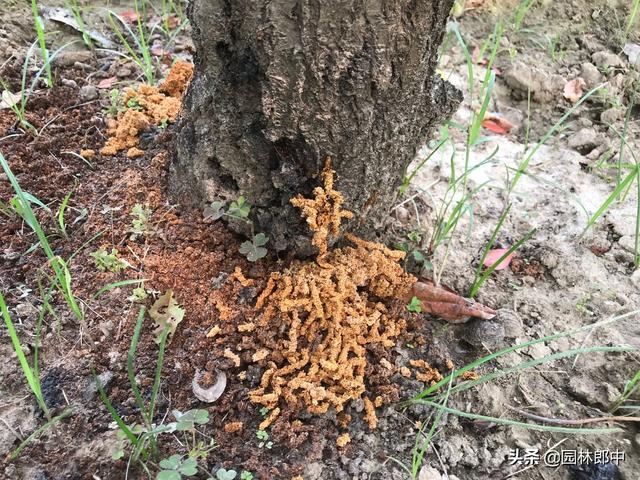 韧皮部是树的哪个部位，韧皮部在树的什么部位（白蜡树树干上有很多虫孔）