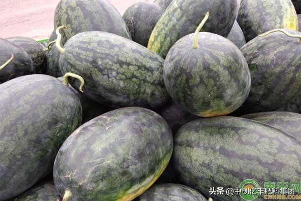 黑美人西瓜种植技术，黑美人西瓜种植技术与管理法（黑美人西瓜怎么种植高产）