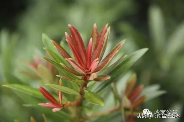 台湾罗汉松，飘逸优雅的海岛罗汉松盆景（台湾罗汉松的养殖方法和注意事项）