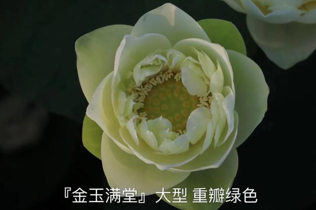 海尔芙拉的花期，海尔芙拉花苞（最能代表夏天的植物——碗莲、睡莲）