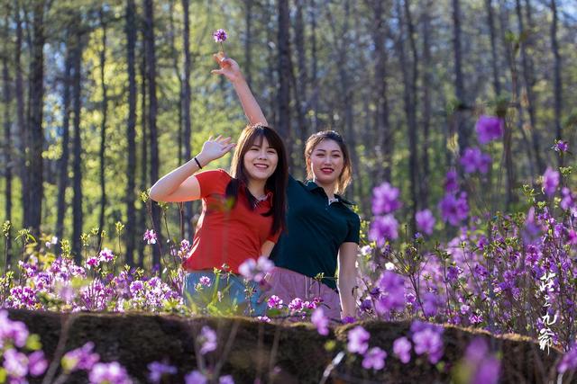 映山红和杜鹃花的区别，映山红和杜鹃花的区别是什么（红杜鹃、映山红、金达莱）