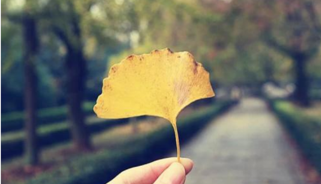 树叶的作用，白香树叶的作用（可以改善增肥土壤）