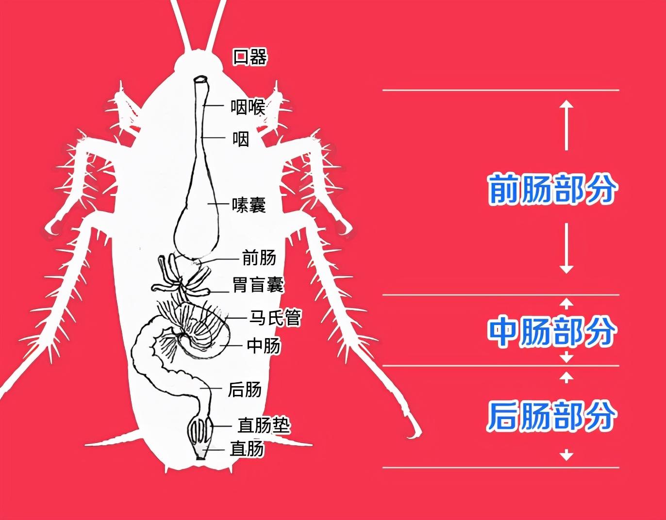 蟑螂的内部构成到底有多神奇?