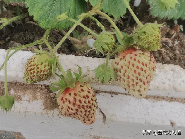 绣线菊亚科植物多具瞢荚果,少为蒴果,瞢荚果由离生心皮发育而来,是初生性状，或原始性状,蒴果由合（草莓上的小麻点真的只是种子吗）