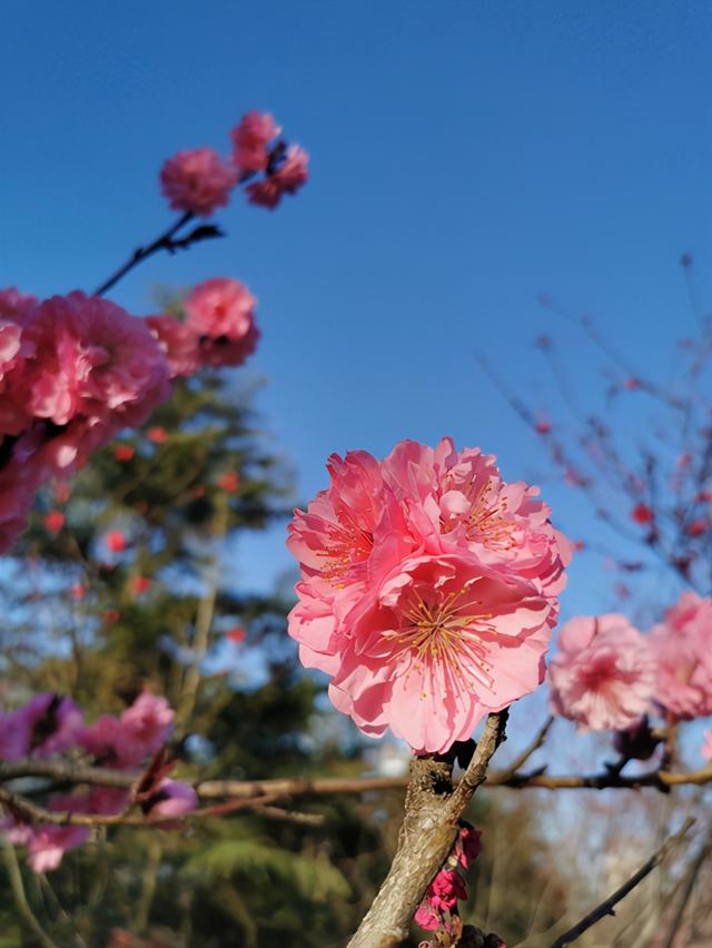 什么植物不能用磷酸二氢钾，磷酸二氢钾适合哪些花卉使用（忌用磷酸二氢钾的4种植物）