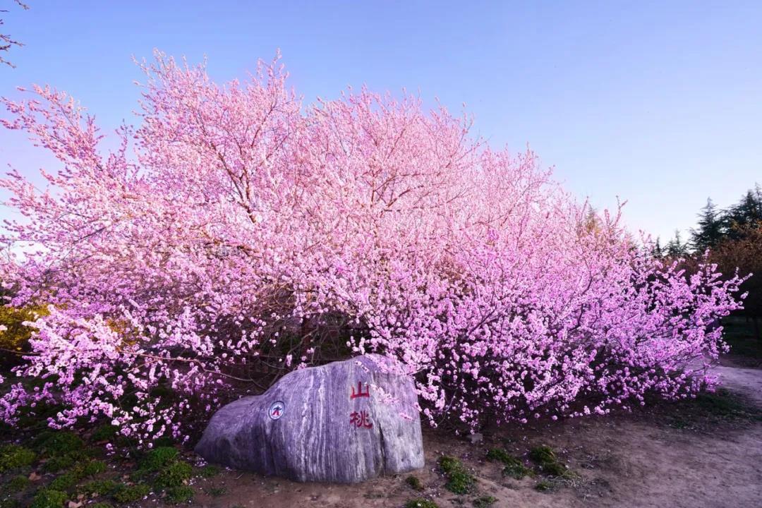 河南大学校花（神仙颜值）