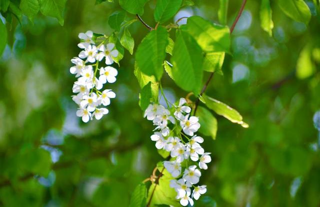 稠李，稠李树，盘点东北独有的野生水果（稠李树图片大全）