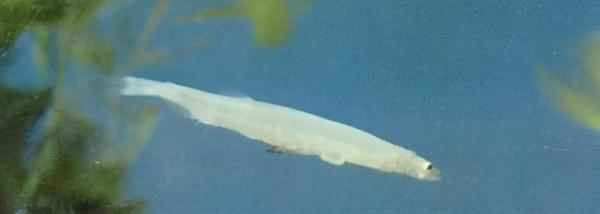 淡水观赏鱼种类，淡水观赏鱼的种类大全！（中国淡水观赏鱼图集<一>）